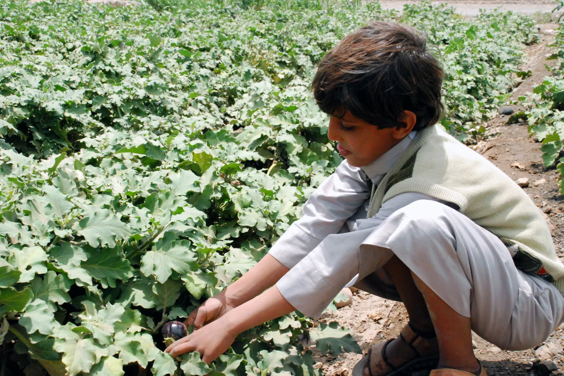 A boy holds some vegetables, Yemen