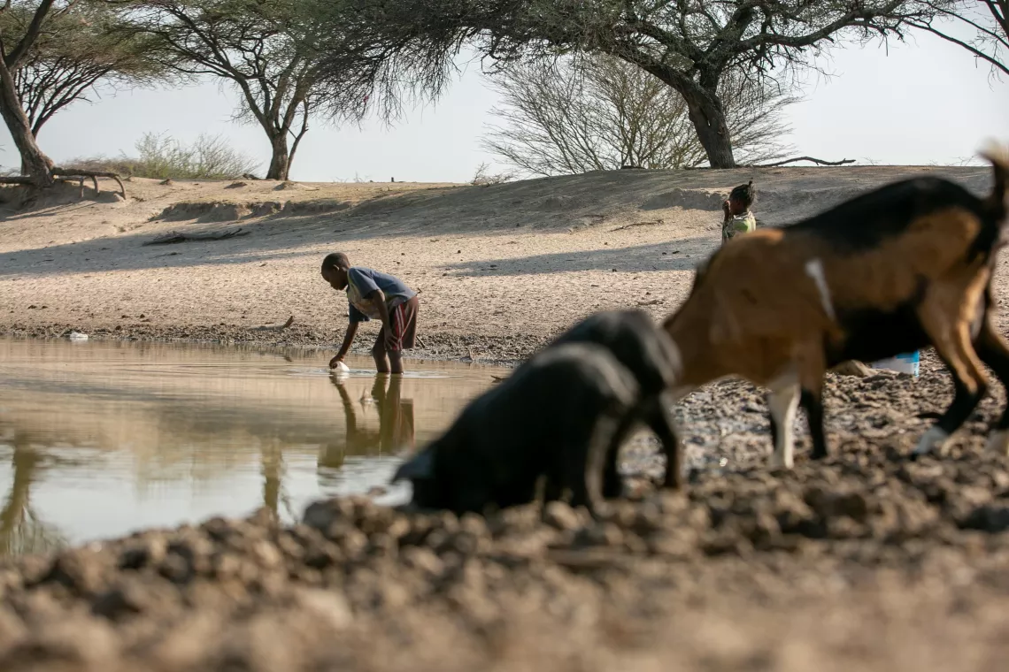 Chimpaca em Tyipelongo, munic&iacute;pio da Cahama, onde a pouca &aacute;gua que resta &eacute; dividida pelas fam&iacute;lias com  animais como porcos, cabritos e burros.