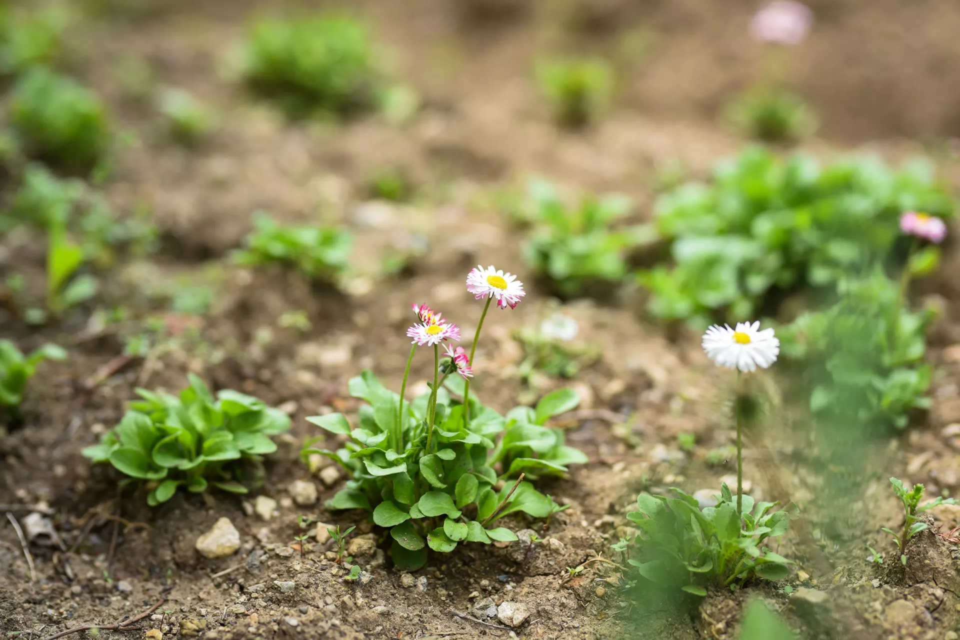 Spring daisies 