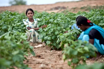 A girl picks cotton
