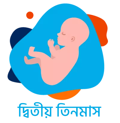 Second trimester