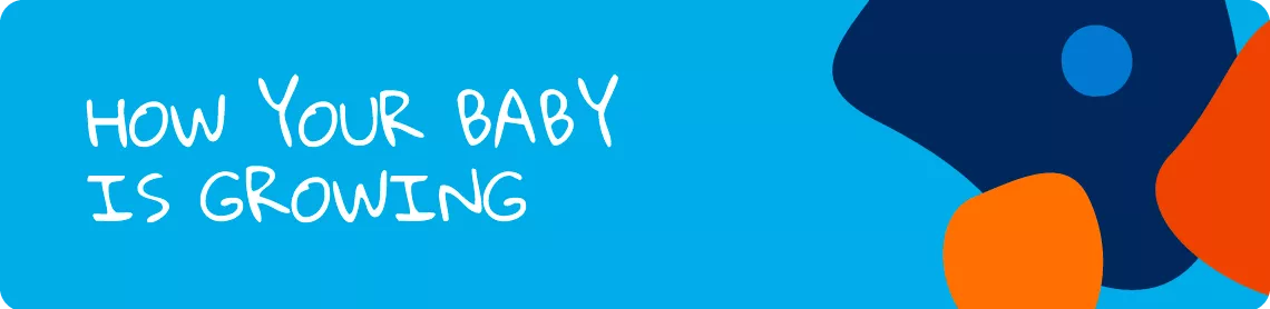 How your baby is growing