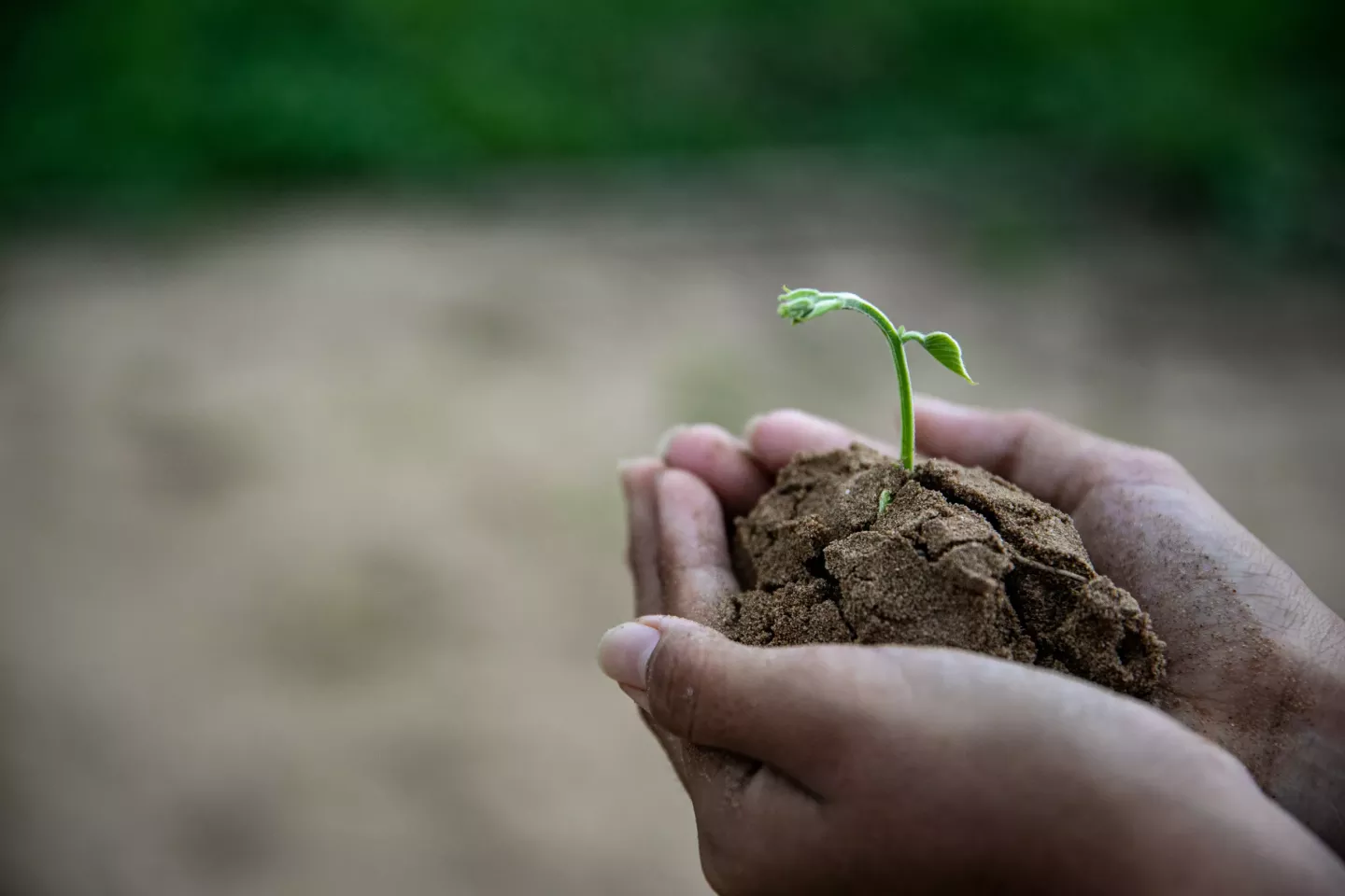 M&atilde;os seguram uma muda de planta