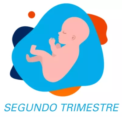 segundo trimestre