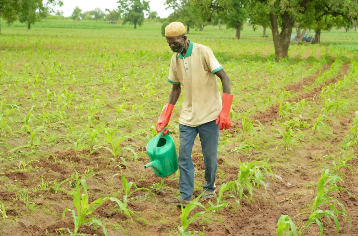 Kamatche utilise les urines hygi&eacute;nis&eacute;es pour fertiliser ses cultures. 