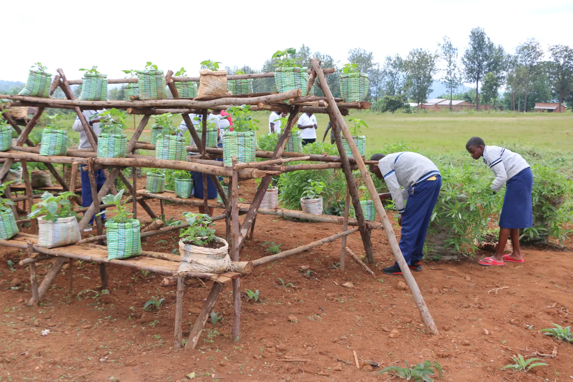 Students at the Musenyi Excellence School are maintaining tower and sack gardens established under the CREATABLE project, an initiative supported by UNICEF with funding from the Australian National UNICEF Committee