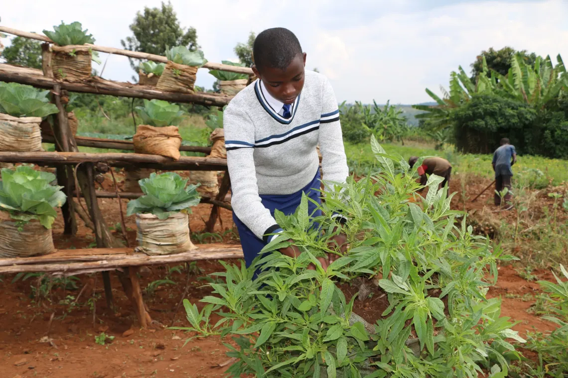 Don Princesse Nishimwe, a 9th-grade student at Musenyi Excellence School, tends amaranth grown using the sack farming technique learned through the CREATABLE project