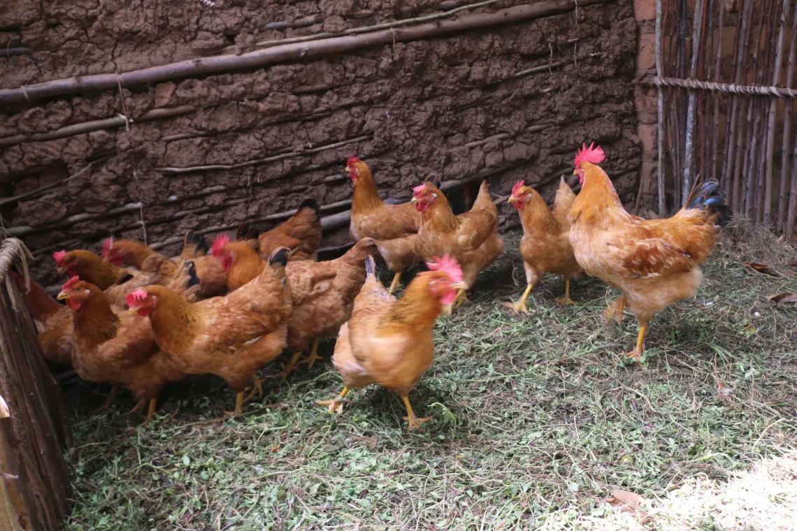  Gr&acirc;ce au projet, les familles membres des AVEC &laquo; DUSHIGIKIRANE MUKENYEZI &raquo; et &laquo; DUSHIGIKIRE UMWANA MU MURYANGO &raquo; renforcent leur autonomie et am&eacute;liorent la nutrition de leurs enfants gr&acirc;ce &agrave; l&rsquo;&eacute;levage de volailles