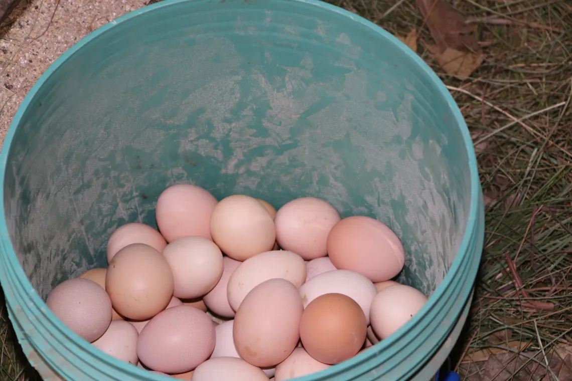 Thanks to the project, families belonging to the &ldquo;Dushigikirane Mukenyezi&rdquo; and &ldquo;Dushigikire Umwana mu Muryango&rdquo; Village Savings and Loan Associations (VSLAs) are strengthening their self-reliance and improving their children's nutrition through poultry farming