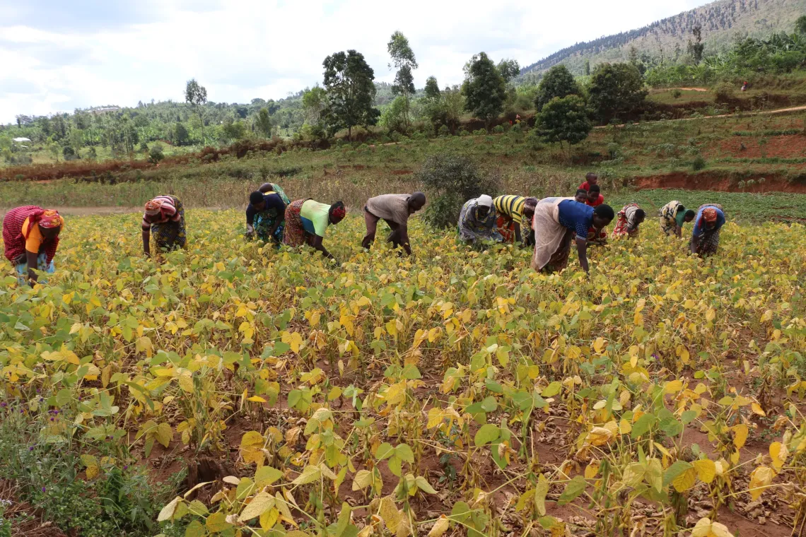 Sur la colline de Mwurire &agrave; Bugendana, des membres d&rsquo;un groupe AVEC &laquo; Shigikira Umukenyezi &raquo;, soutenu par l&rsquo;UNICEF et ses partenaires r&eacute;coltent du soja destin&eacute; &agrave; am&eacute;liorer la nutrition des familles, illustrant le lien entre agriculture, autonomisation &eacute;conomique et alimentation des enfants  