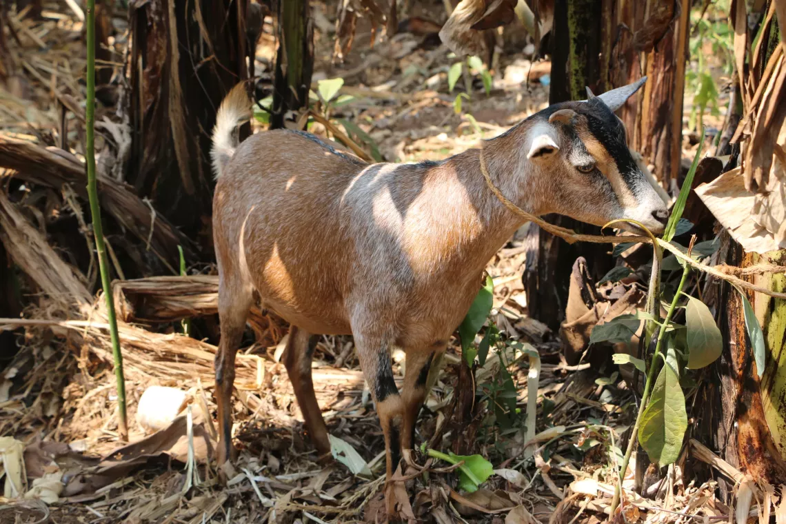 The goat that Violette bought with credit from the solidarity group's savings.