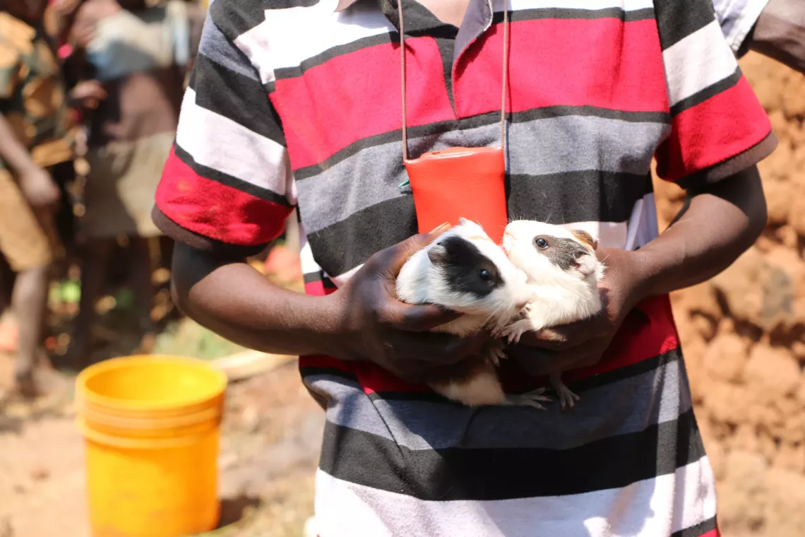The guinea pigs that Violette breeds