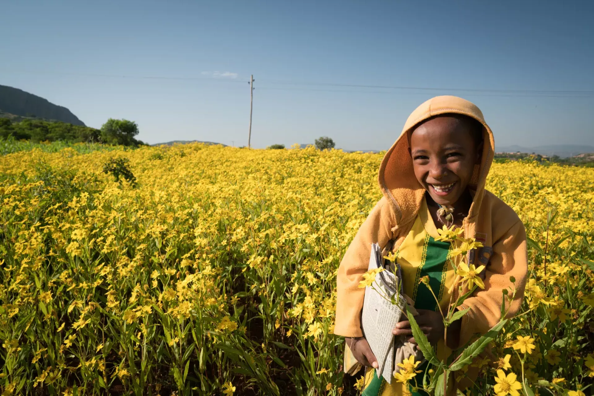 Biniyam Tesfaye carries his school books (protected by a newspaper jacket cover) as he walks through a yellow meskel flower field