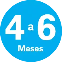 4 a 6 meses