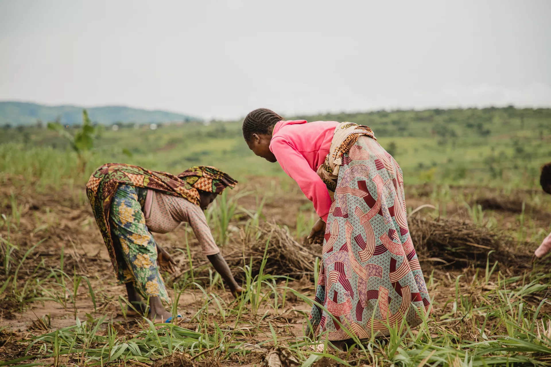 Bantu and Twa families work in a community field in Djuma-Malilo