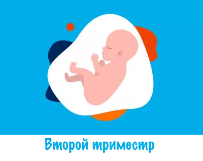 Second trimester