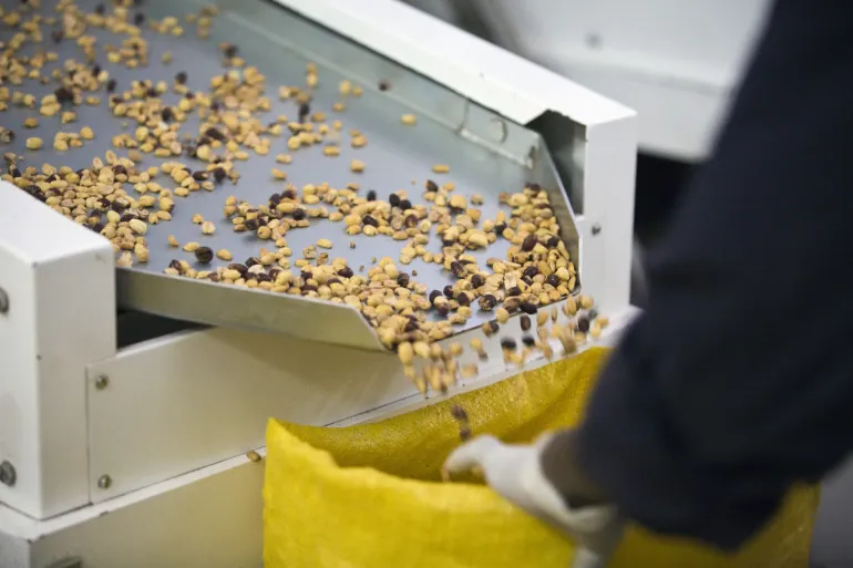 &nbsp; Peanuts are being sorted for the production of Plumpy Nut RUTF