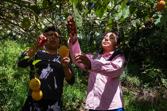 Margarita ayuda a su padre a limpiar un &aacute;rbol