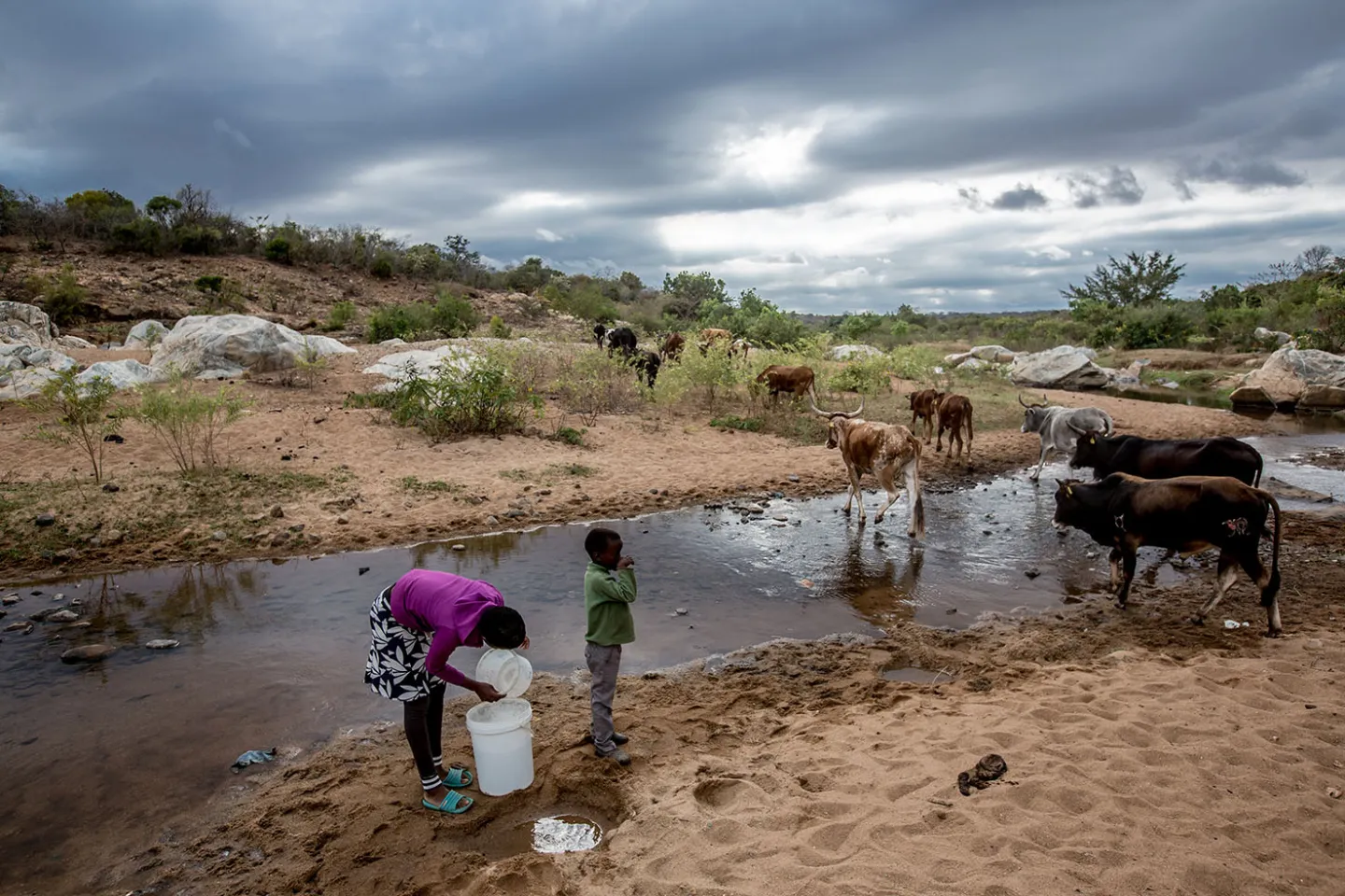 Two young girls fetching water from a river that is also used by livestock for drinking.