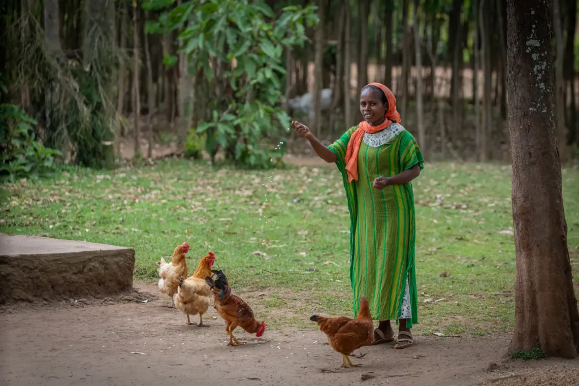 A woman feeding chickens corn.