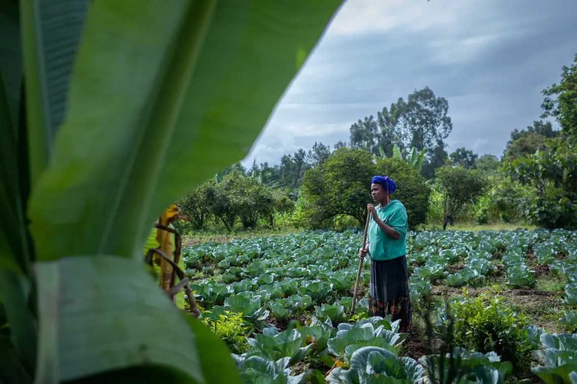 A woman working in her vegetable farm full of cabbages