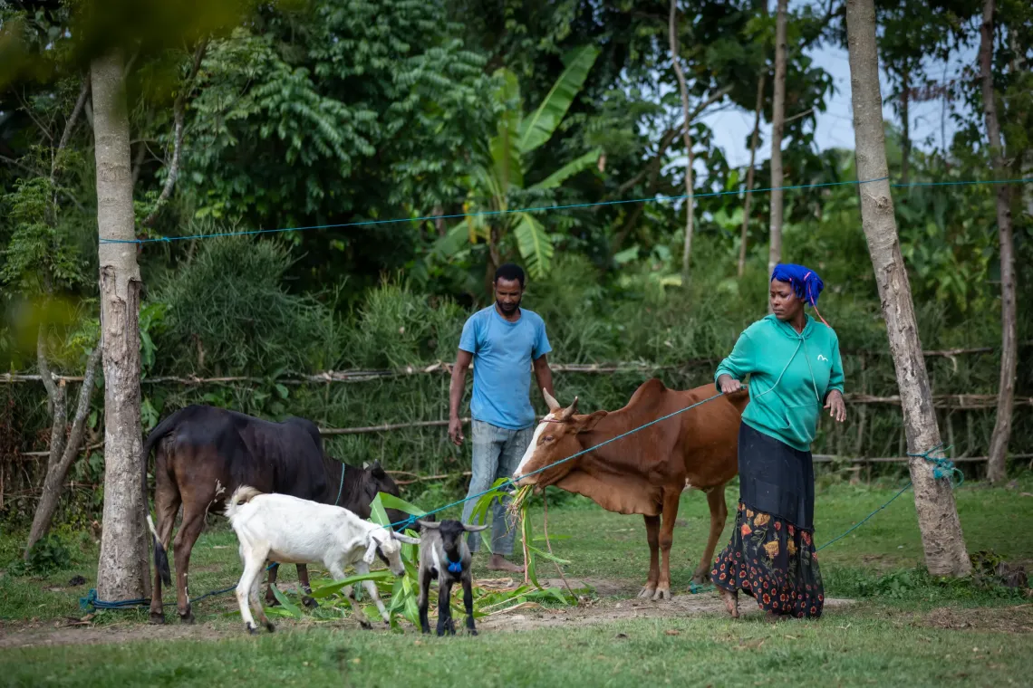 A husband and wife taking care of their cattle and goats