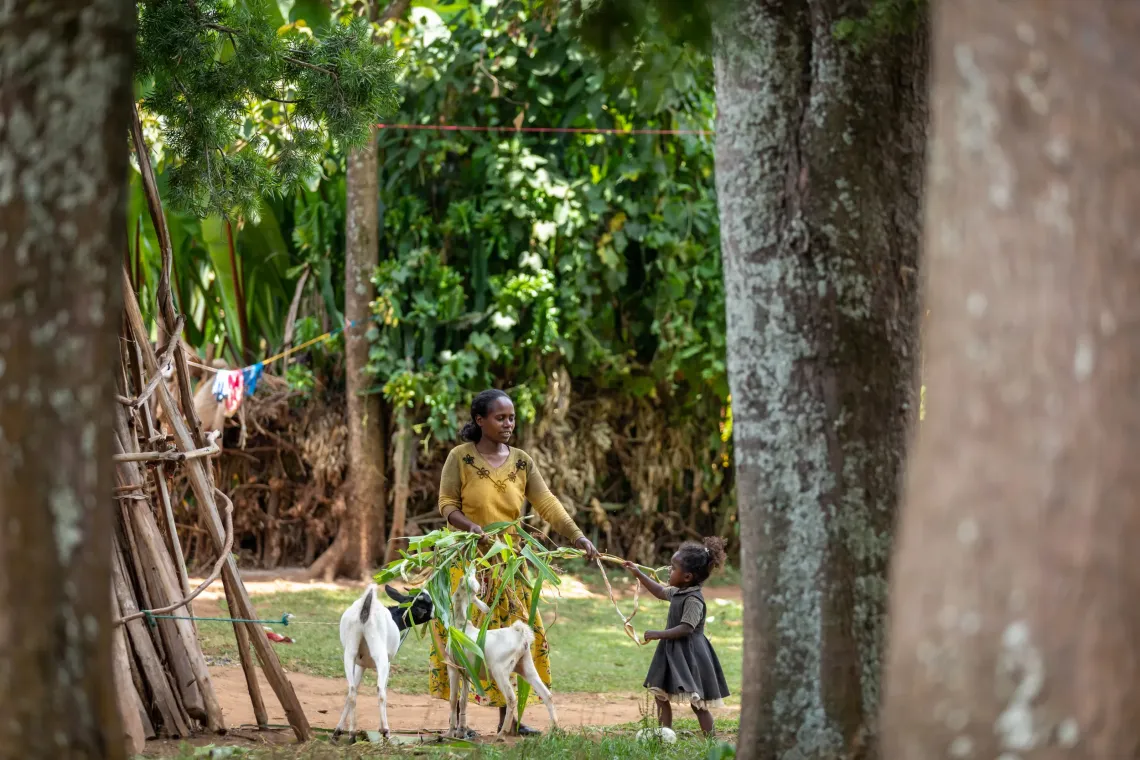 A  woman feeding a goat in her backyard. 