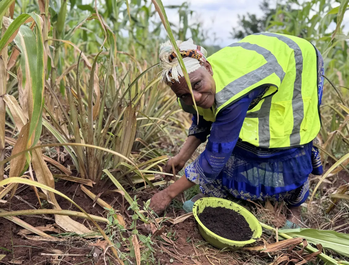 A women adding vermicompost to a pineapple plan to improve production