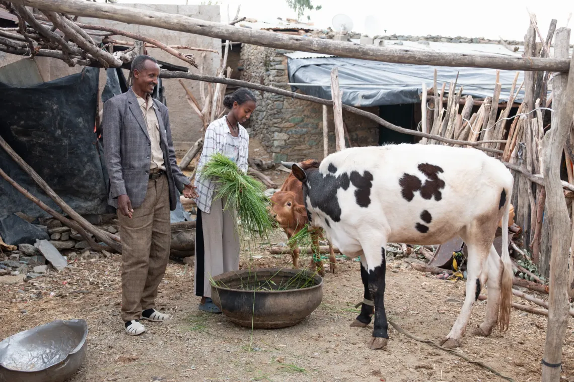 A young girl help her father feed two cows 