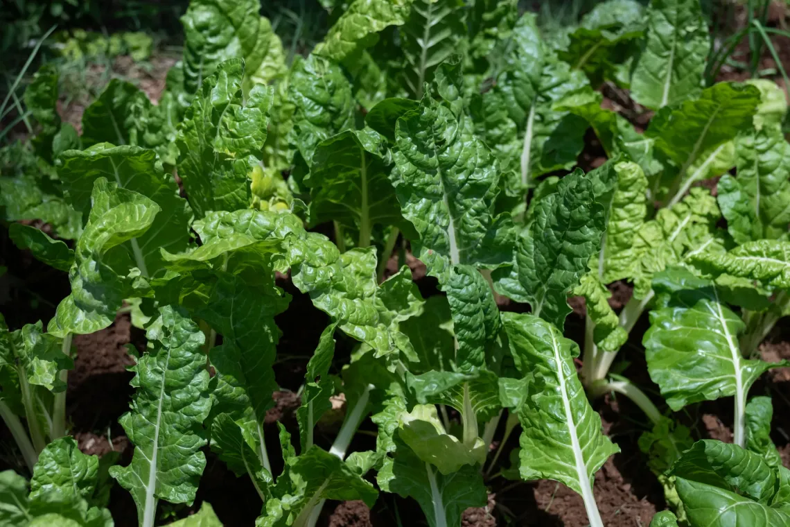 A close up shot of a spinach 