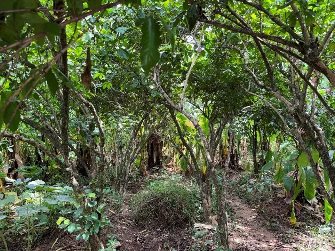 A coffee forests. Though not yet ready for harvest, they hold the promise of future income that could help families invest in improved toilet products