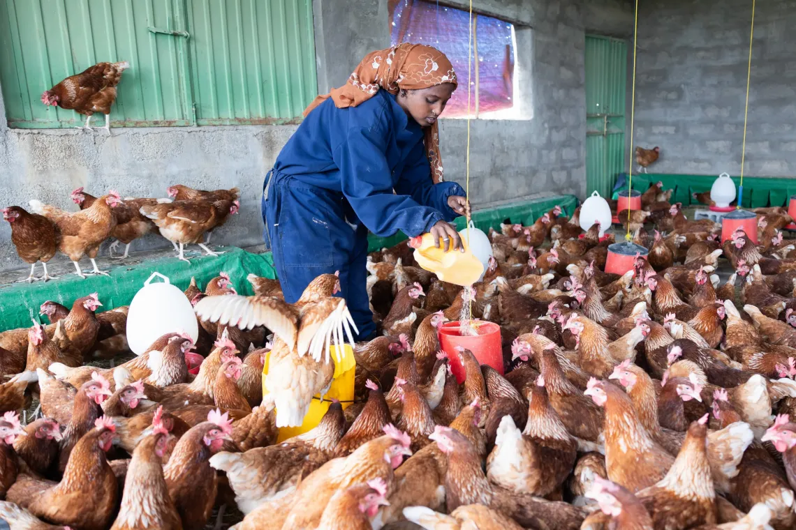A young woman feeds a flock of chicken