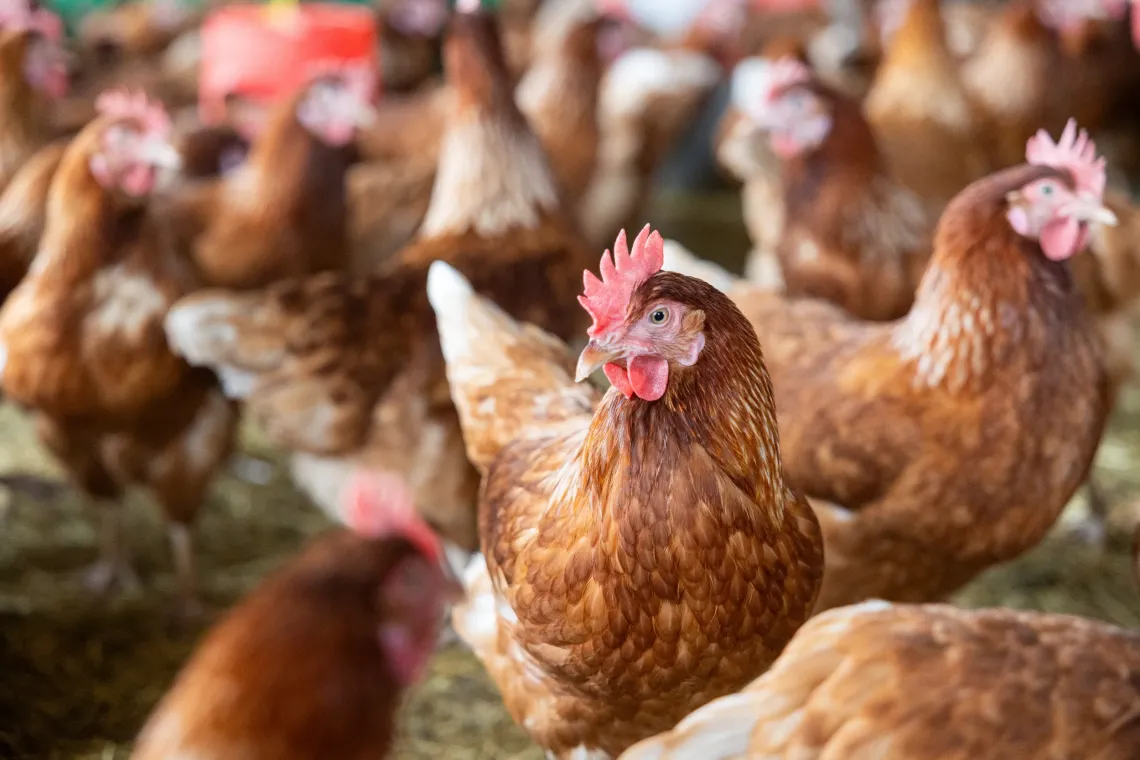 Brown hen in focus among a flock of chickens in a barnyard.