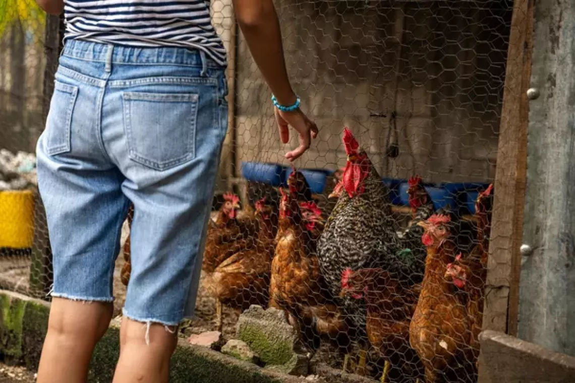 Luna dando de comer a sus gallinas. 
