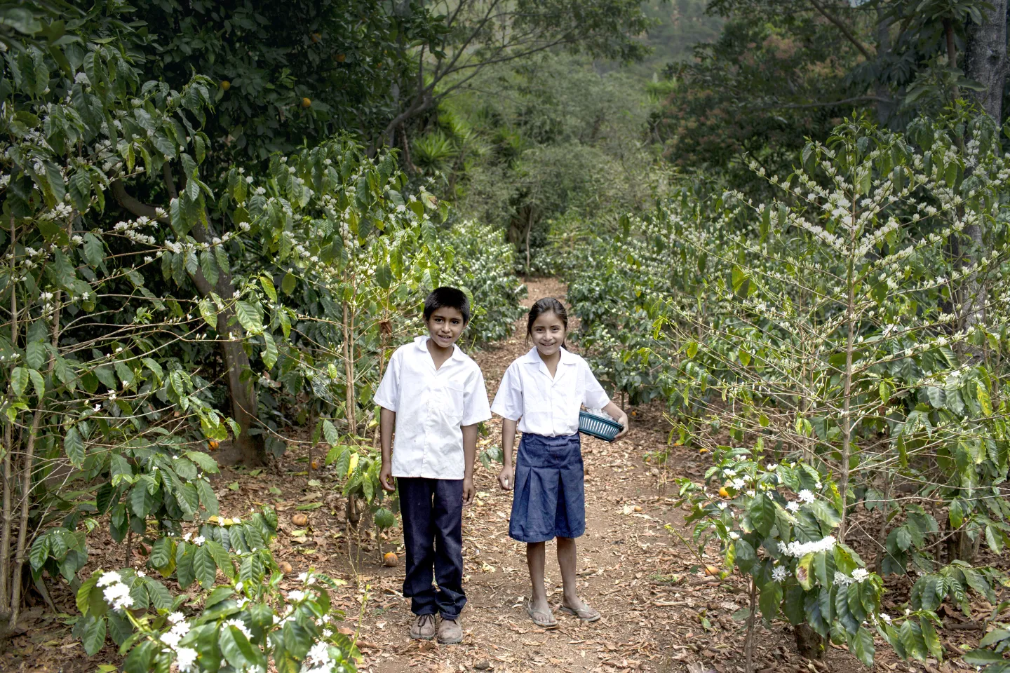 Ni&ntilde;os en campo de caf&eacute; mientras caminan hacia la escuela