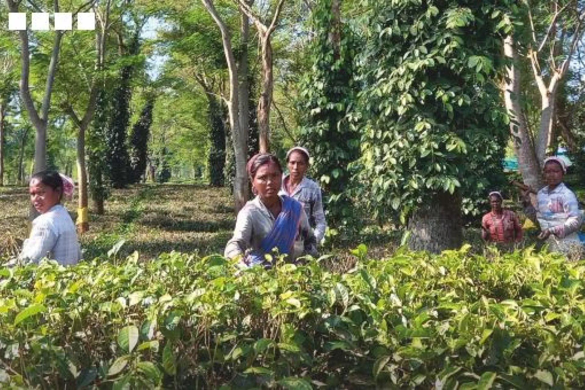 Water, Sanitation and Hygiene (WASH) Situational Analysis in Tea Gardens in Assam 