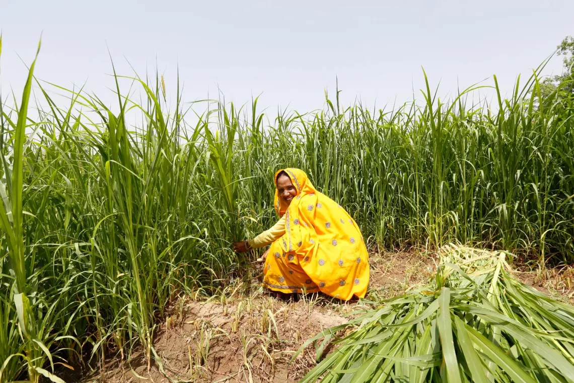 Bhautee Meena, 28, from Barki village is pictured while &nbsp;harvesting crops in her field in &nbsp;Daang forest region in Karauli district of Rajasthan, India.