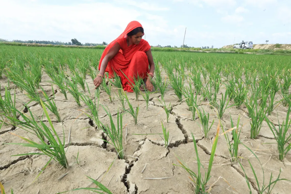 A woman in a red sari removes weeds from a cracked rice field