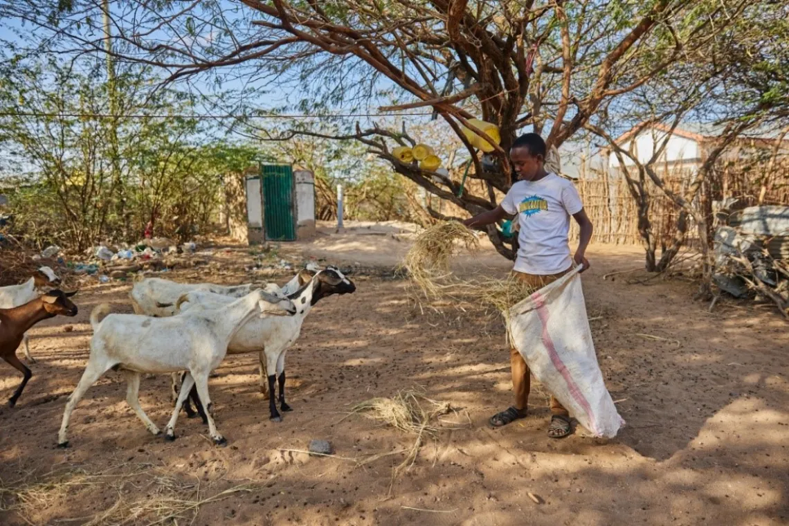 Abdi Najib