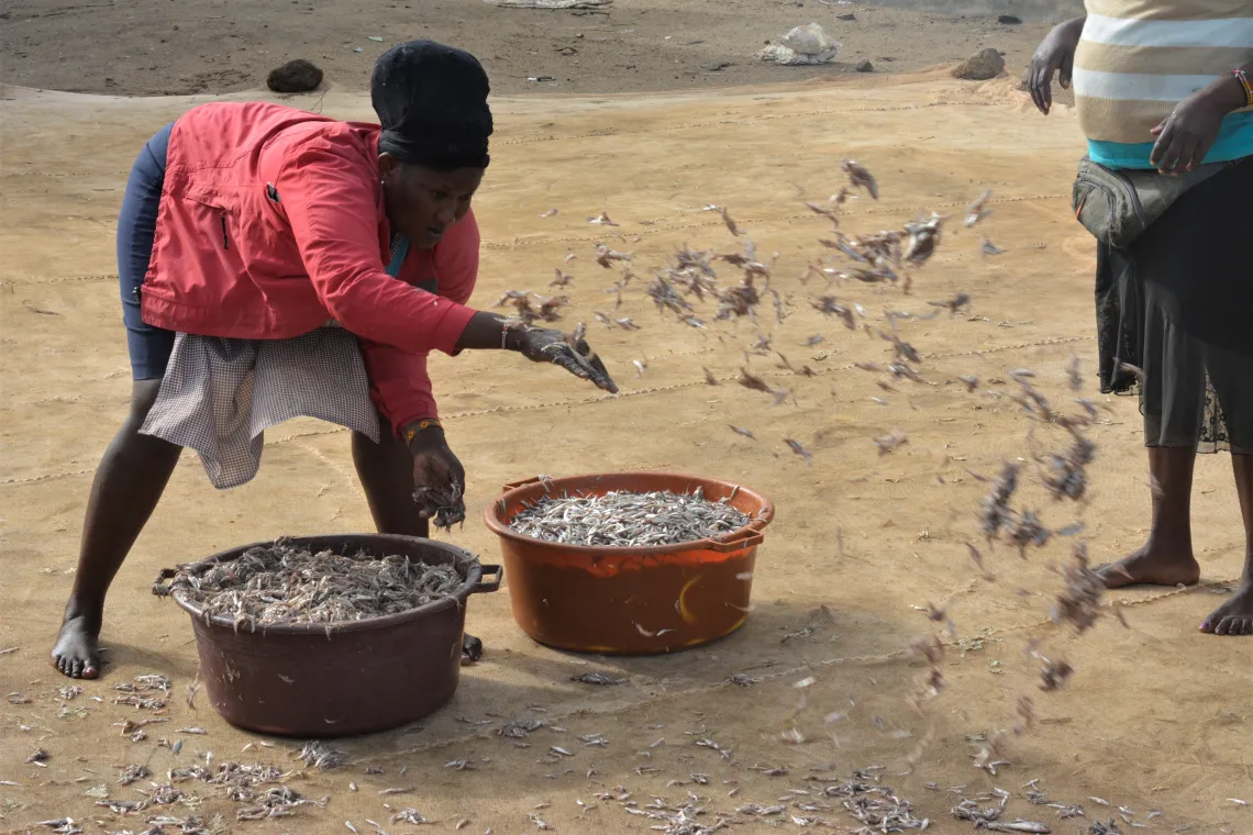 After buying fish, a woman throws hundreds of tiny omena fish onto a mat to dry in the hot sun