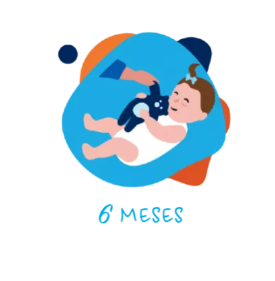 6 meses