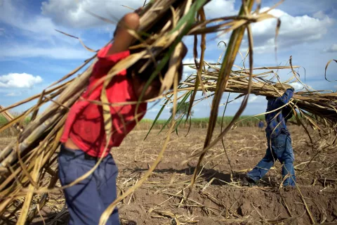 A boy carries sugar cane stalks for replanting, in a field near his home village of San Juan del Carmen, Bolivia.