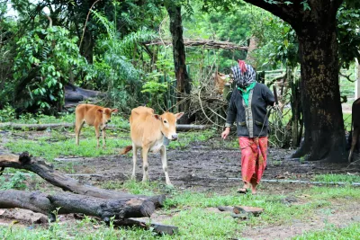 Coming back from the farm she feeds the hog and cattle. Because the town market is a long distance and would cost more to buy from there, they raise some farm animals to augment the little earnings they have from farming and also have a regular supply of meat for her family and her in-laws.