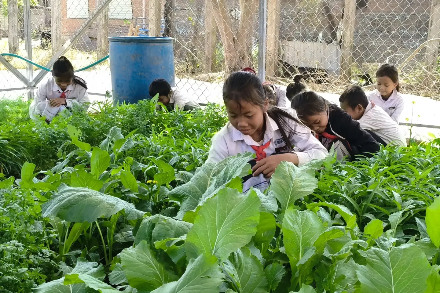 Students tending to a vegetable garden.