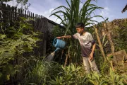 Koun, 14, Xieng Khouang Province, Lao PDR, waters vegetables in the family&rsquo;s home garden as part of his daily routine.