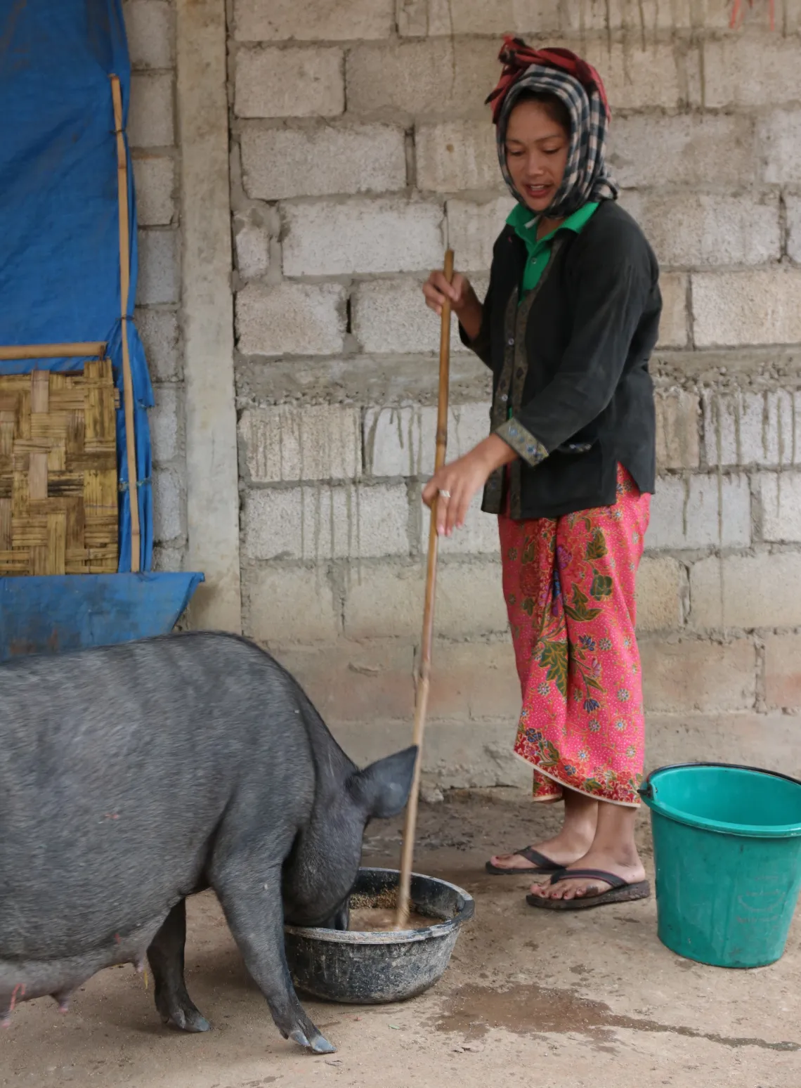 Coming back from the farm she feeds the hog and cattle. Because the town market is a long distance and would cost more to buy from there, they raise some farm animals to augment the little earnings they have from farming and also have a regular supply of meat for her family and her in-laws.
