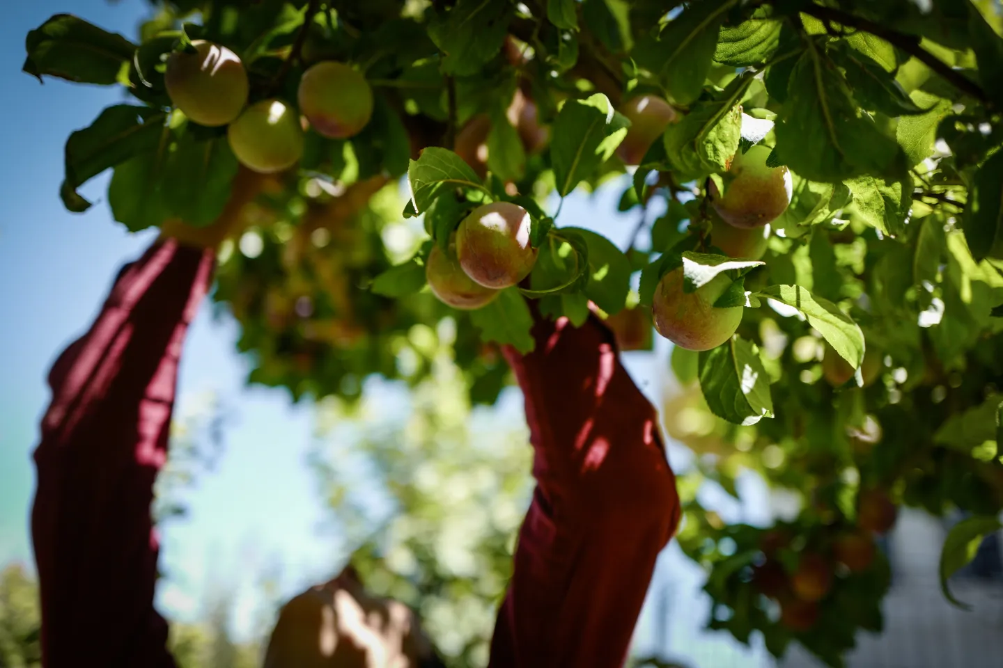 In an open field, a child is picking fruits off of a tree.