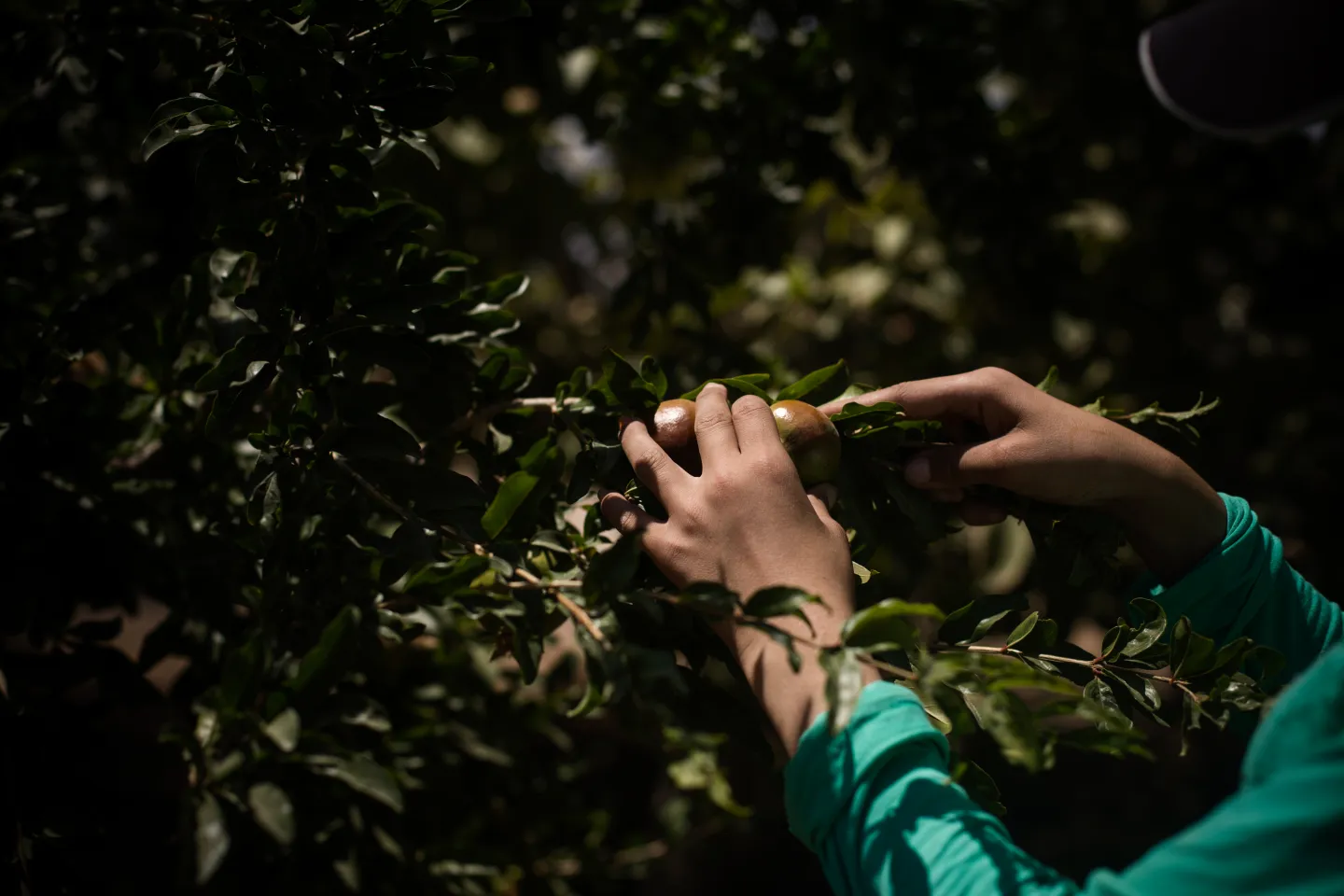 Zeina, 12, working in Agriculture for the past 2 years