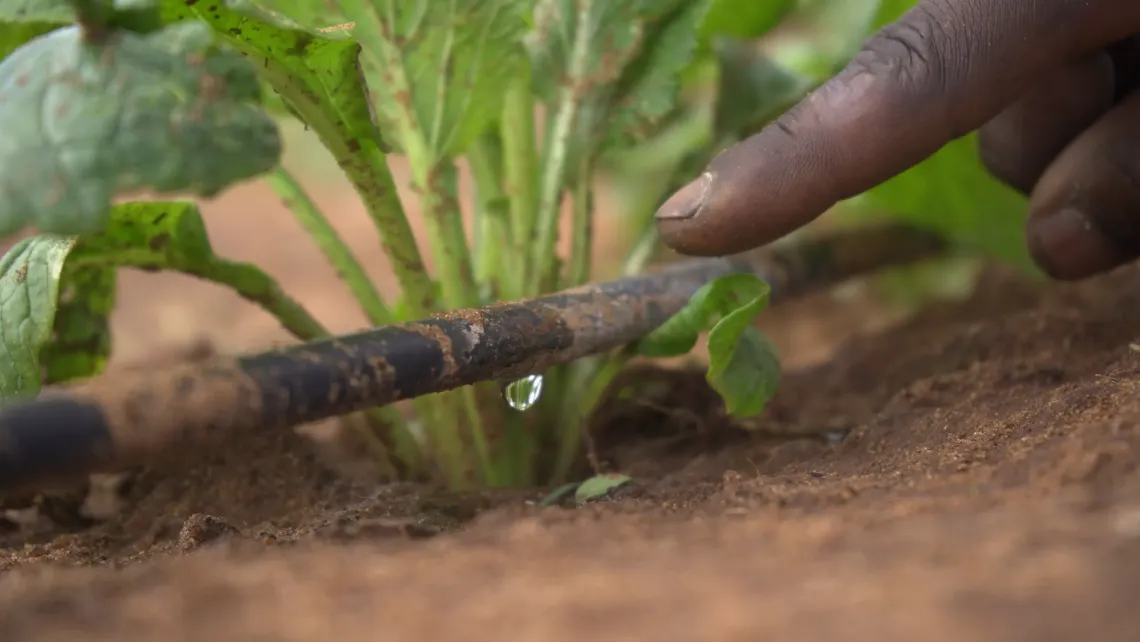 Jardin communautaire de Ehavo : l'eau au c&oelig;ur de chaque plante, goutte apr&egrave;s goutte.