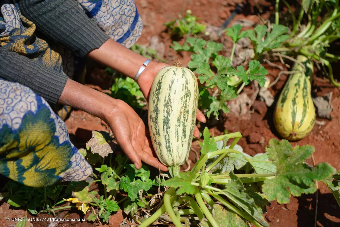 October 17, 2024 - Koronga Centre, Commune of Ambatotsivala, Beloha District, Androy Region, Madagascar : focus on zucchini from the vegetable garden. The village is one of the beneficiaries of MIONJO funding.
